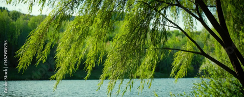 A tree standing next to a body of water, potentially used as a landscape element or in an outdoor scene