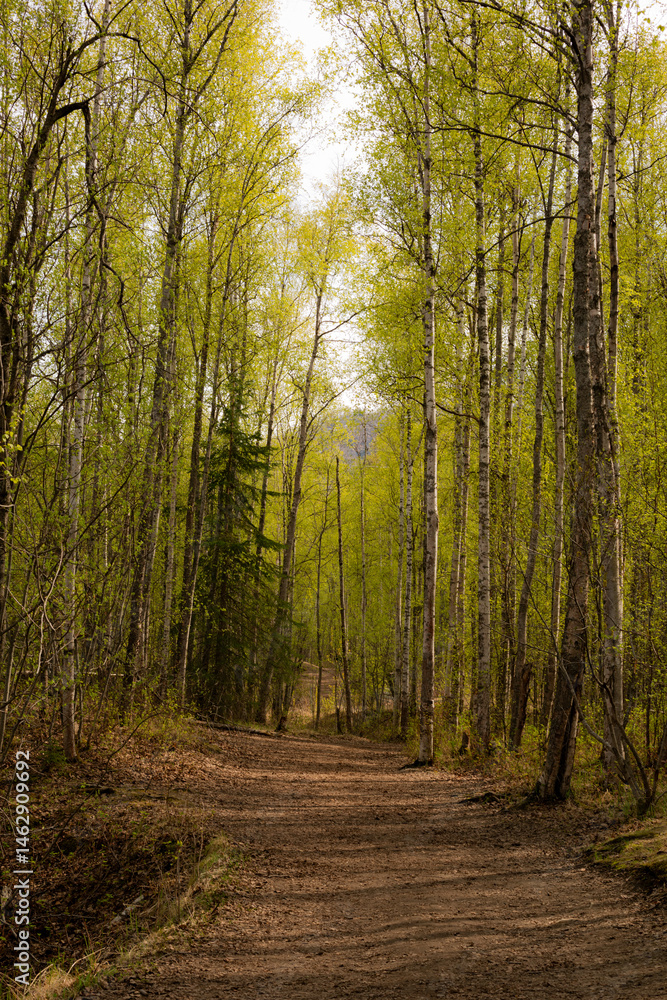 Fototapeta premium Afternoon sunlight shines on birch trees in the Eklutna River Valley, Alaska.