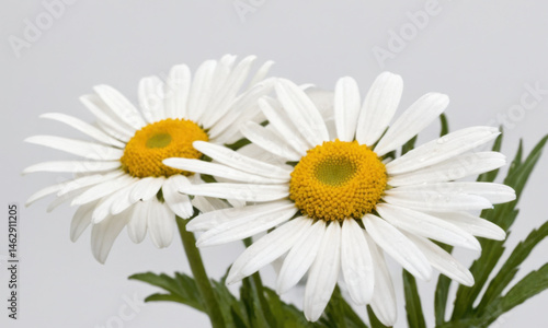 Close-up shot of white flowers arranged in a decorative vase, ideal for use in still life photography or as a background element