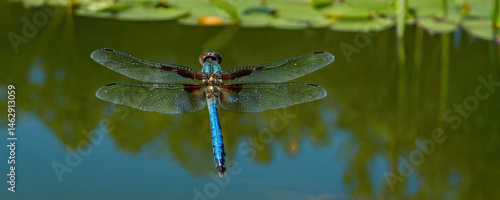 A blue dragonfly perched on the surface of a calm body of water