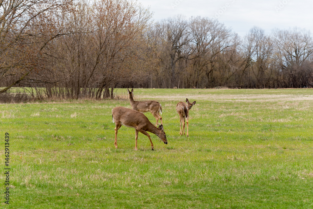 White-tailed Deer Feeding In An Urban Field In Spring In Wisconsin