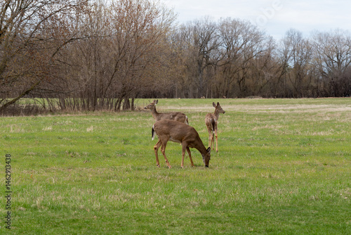 Obraz na płótnie White-tailed Deer Feeding In An Urban Field In Spring In Wisconsin w salonie
