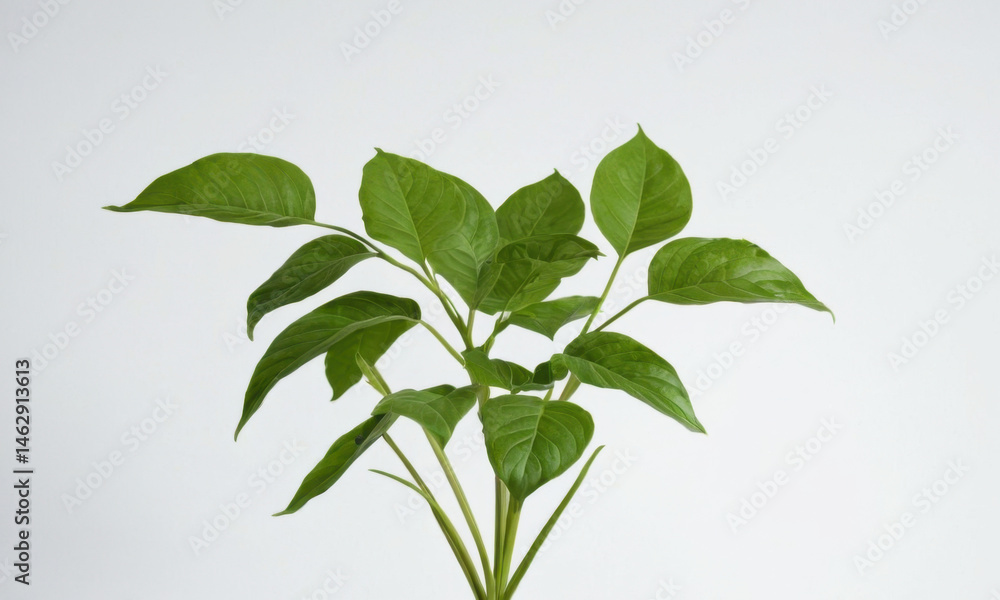 A potted plant with green leaves placed in a simple white vase, perfect for decorative purposes or as a centerpiece