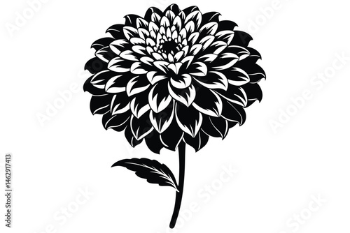 dahlia flower shows intricate petal layers with black and white shades on white