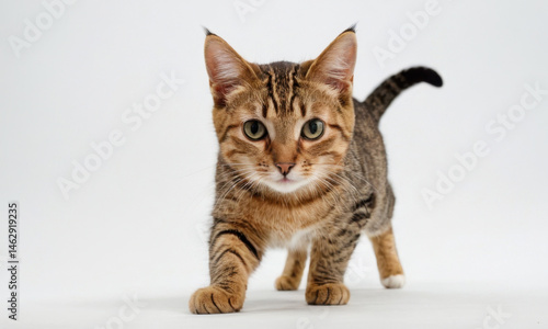 A close-up shot of a brown and black cat strolling across a clean white surface