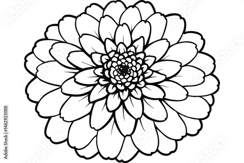 Black and white line art showcases intricate petals arranged in a detailed floral bloom
