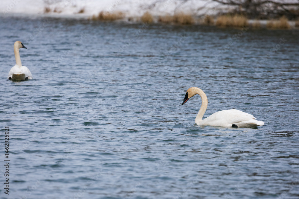 A swan swims across a lake in Alaska. A swan swims across a lake in Alaska.