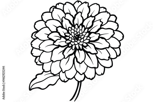 Billede på lærred A black and white line drawing shows a detailed zinnia flower and leaf