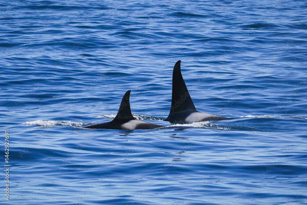 Naklejka premium Two killer whales swim side by side off the coast of Alaska.