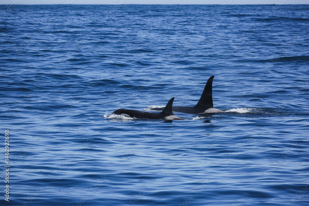 Fototapeta premium Two killer whales swim side by side off the coast of Alaska.