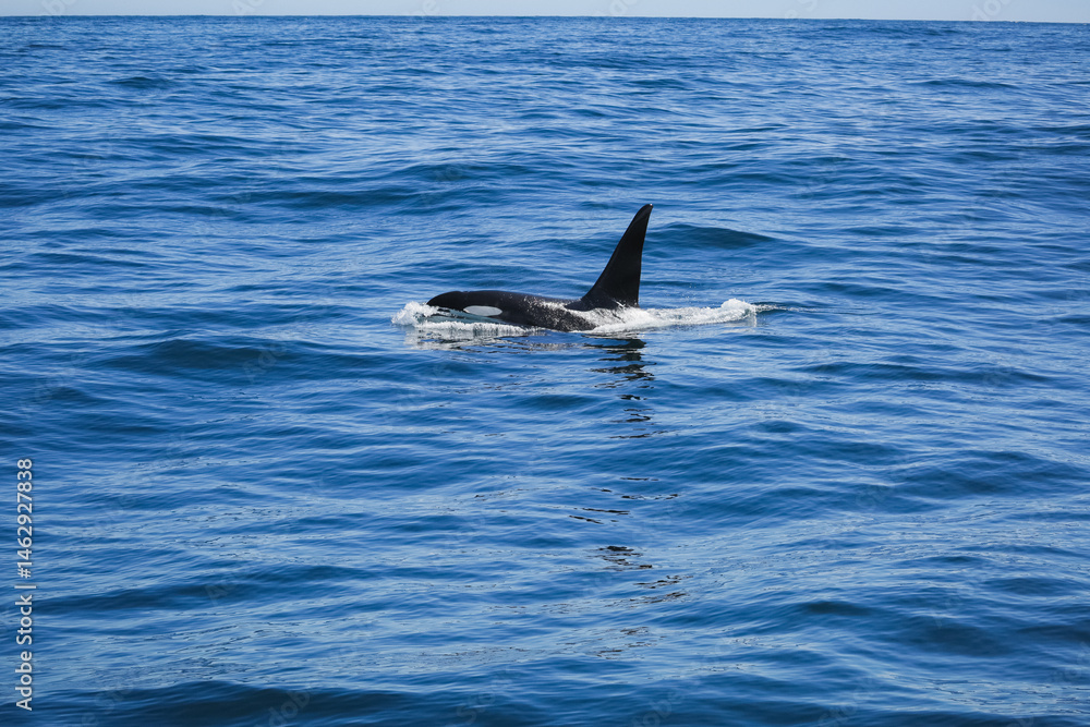Naklejka premium A killer whale swims just off the coast of Alaska, through cold ocean waters.