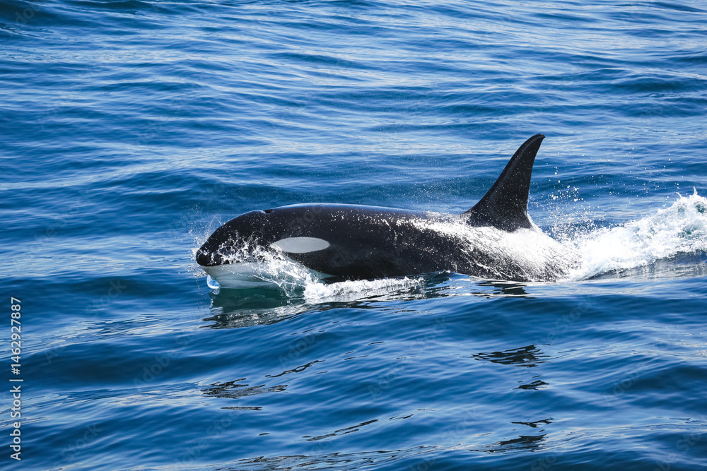 Fototapeta premium A killer whale breaches the surface off the coast of Alaska.