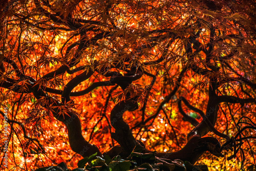 Colorful Japanese Maple Fall Van Dusen Garden Vancouver Canada