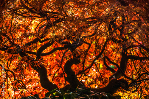 Obraz na płótnie Colorful Japanese Maple Fall Van Dusen Garden Vancouver Canada w salonie