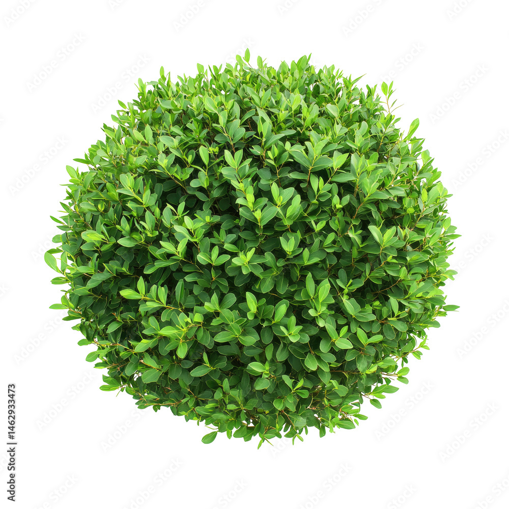 Round, vibrant green bush Round, vibrant green bush