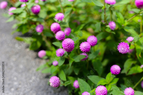 Obraz na płótnie Globe amaranth pink flower or bachelor button flower