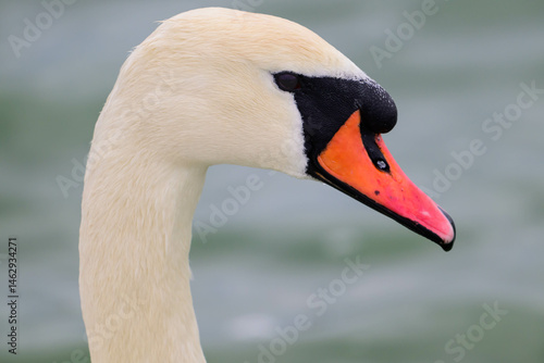 Fototapeta Naklejka Na Ścianę i Meble -  Mute swan head against water background. Cygnus olor