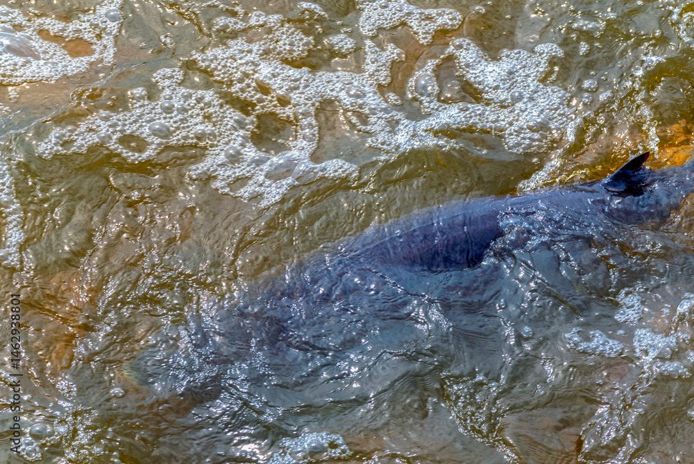 Fototapeta premium Sturgeon Spawning At The Rapids And Dam On Fox River At De Pere, Wisconsin, In Spring