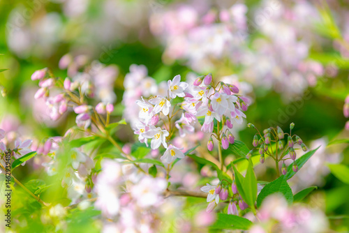 Obraz na płótnie Selective focus white pink flowers of Fuzzy deutzia blooming on the tree in the park, Deutzia scabra is a species of flowering plant in the hydrangea family (Hydrangeaceae) Nature floral background. w salonie