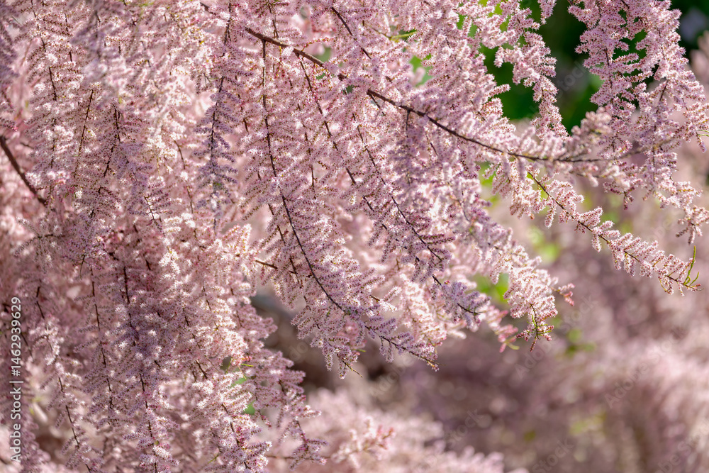 Selective focus of puffy pink flowers in the garden, Bush of blooming on the tree in spring, The genus Tamarix is a species of flowering plants in the family Tamaricaceae, Natural pattern background.