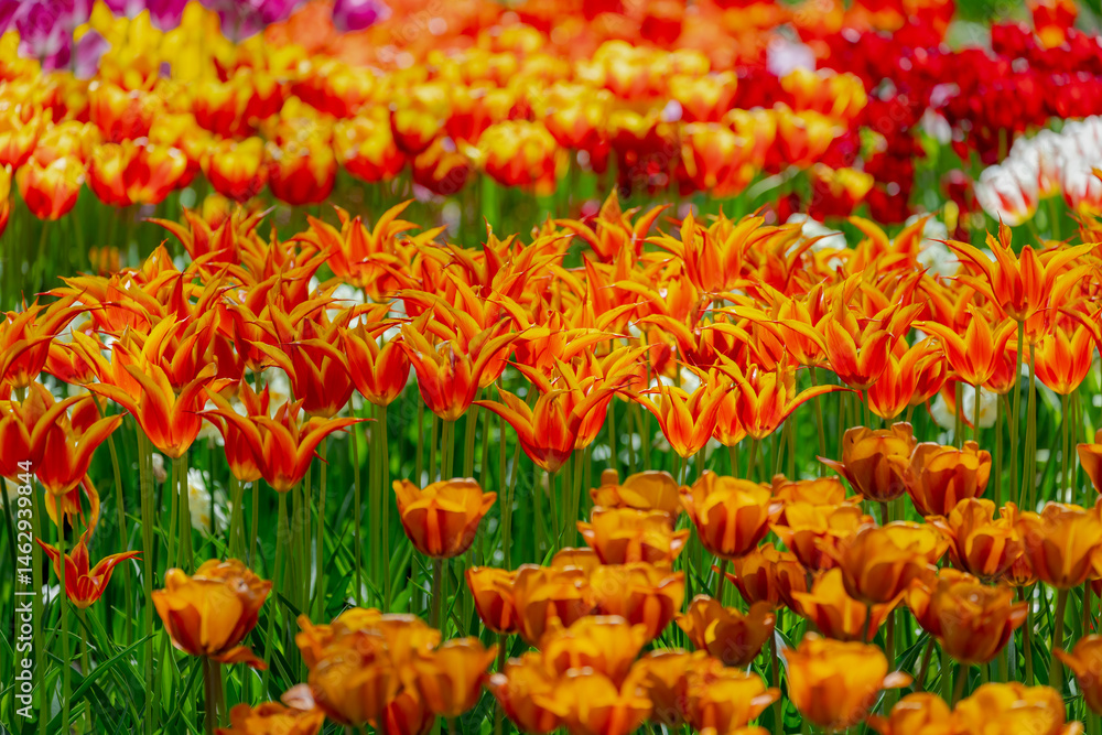 Selective focus of yellow orange and multicolor flowers on the field in countryside farm, Tulips are plants of the genus Tulipa, Spring-blooming perennial herbaceous bulbiferous geophytes, Netherlands
