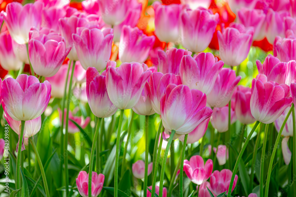 Selective focus of white pink flowers with green leaves in garden, Tulips from a genus of spring-blooming perennial herbaceous bulbiferous geophytes, Natural background, Tulip festival in Netherlands.
