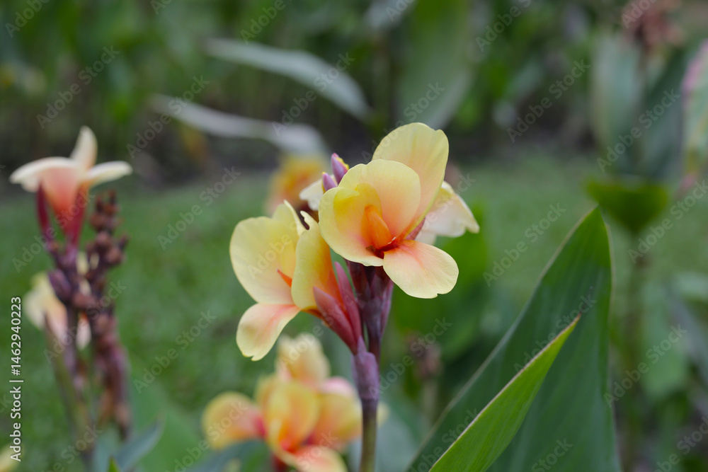 Obraz premium Blooming canna lily flower with green leaves
