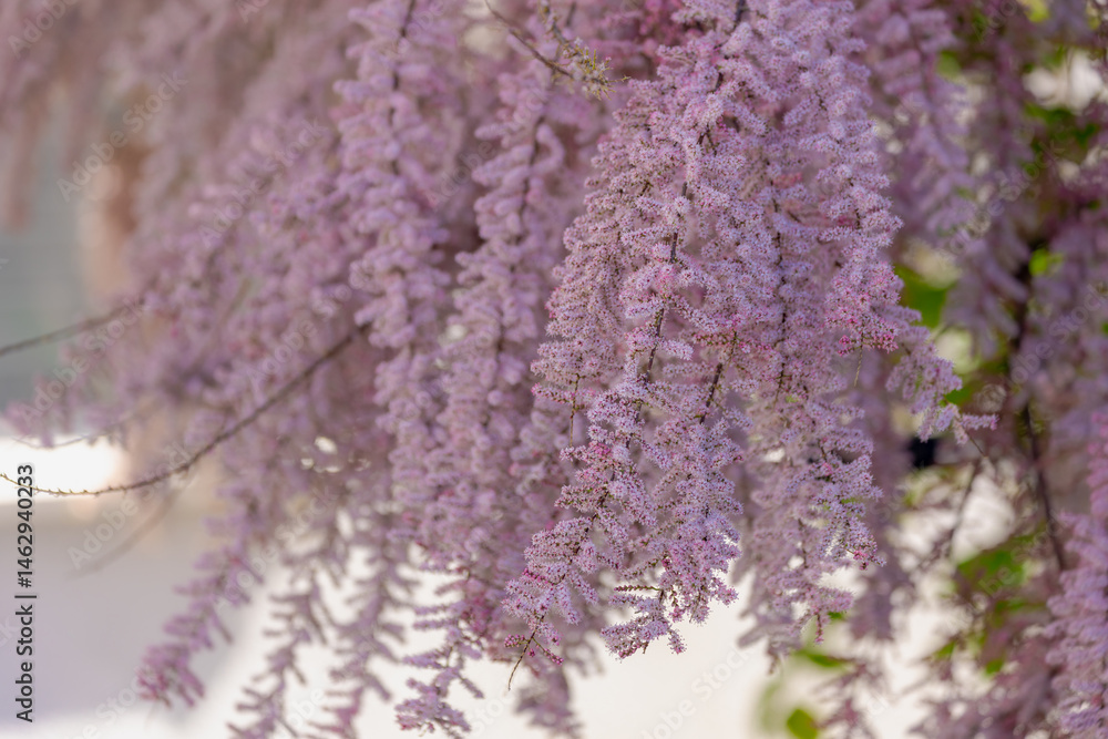 Selective focus of puffy pink flowers in the garden, Bush of blooming on the tree in spring, The genus Tamarix is a species of flowering plants in the family Tamaricaceae, Natural pattern background.