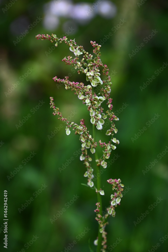 Common sorrel (Rumex acetosa) flowers. Polydonaceae perennial plants. Pale green flowers with a reddish tinge bloom in early summer. Edible and medicinal. Common sorrel (Rumex acetosa) flowers. Polydonaceae perennial plants. Pale green flowers with a reddish tinge bloom in early summer. Edible and medicinal.