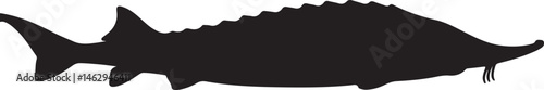 Beluga Sturgeon Silhouette Vector Illustration