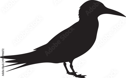 Elegant Tern Silhouette Vector Illustration