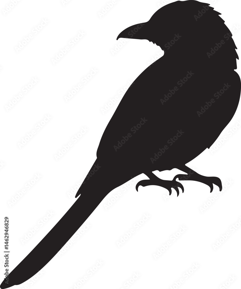 Fototapeta premium Fork-tailed Drongo bird vector silhouette on white background