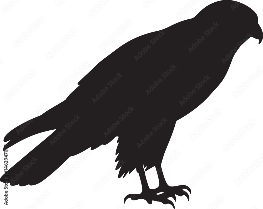 Fototapeta premium Hen Harrier bird vector silhouette on white background