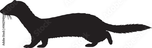Agile Weasel silhouette in alert standing pose on white background