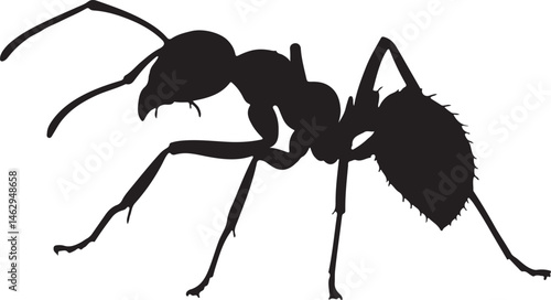 Arboreal Weaver Ant silhouette crawling in side profile on white background