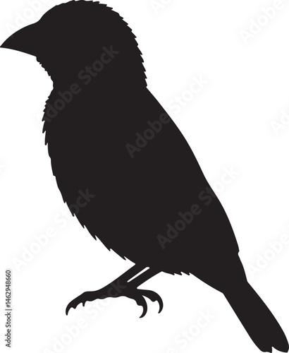 Tropical Weaver Bird silhouette perched in side view on white background