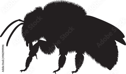 Xylocopa Silhouette – Single Icon