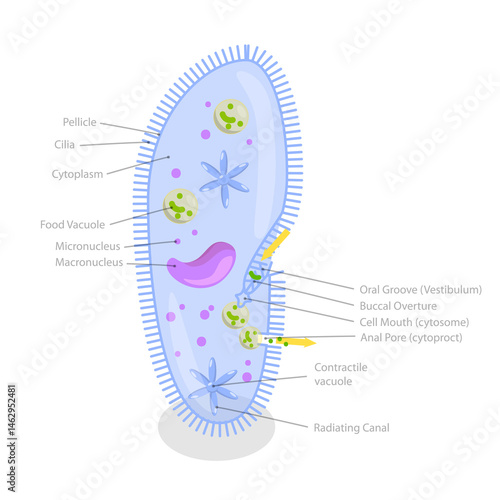 Tableau sur toile 3D Isometric Flat  Illustration of Anatomy of Paramecium Caudatum, Educational D