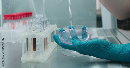 A biotechnologist works with a Petri dish containing a culture medium, using an inoculating loop. Concept microbiological research and innovative methods in working with microorganisms.