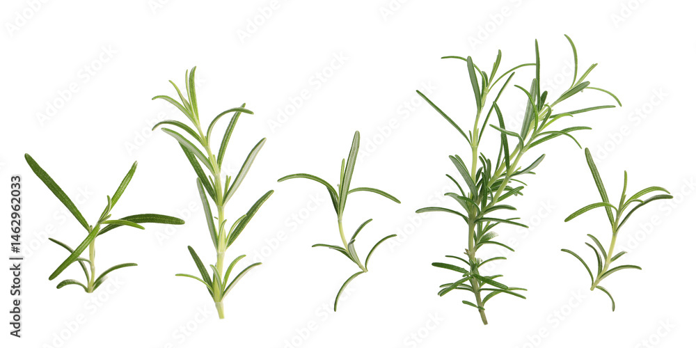 Fototapeta premium Fresh aromatic rosemary isolated on white, collage