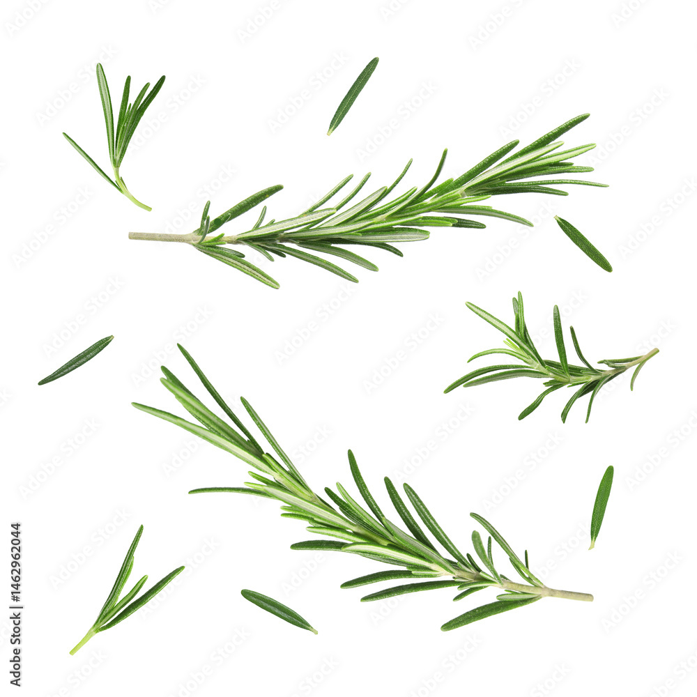 Fototapeta premium Fresh aromatic rosemary isolated on white, collage