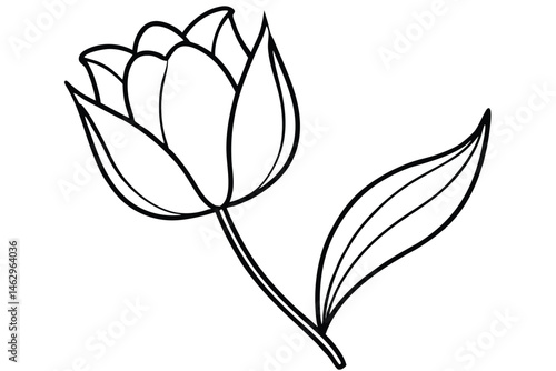 Elegant tulip flower illustration shows outline on a stem alongside a single leaf