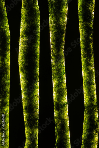 abstract organic green line texture