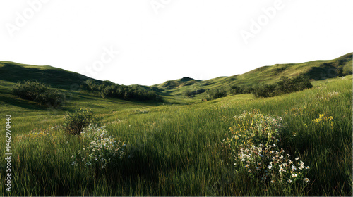 Fototapeta Naklejka Na Ścianę i Meble -  Serene summer meadow landscape with rolling green hills and wildflowers on transparent background