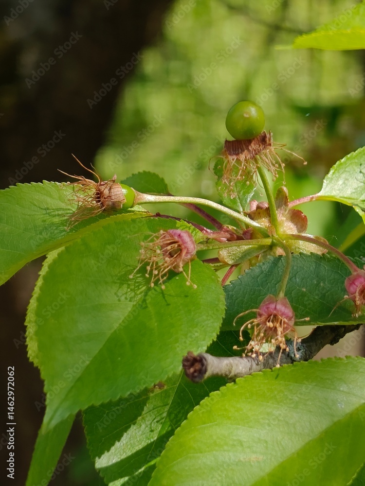 Small green cherries among the faded flowers.
