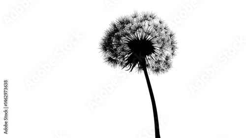 Dandelion logo simple silhouette vector isolated on white background  -  