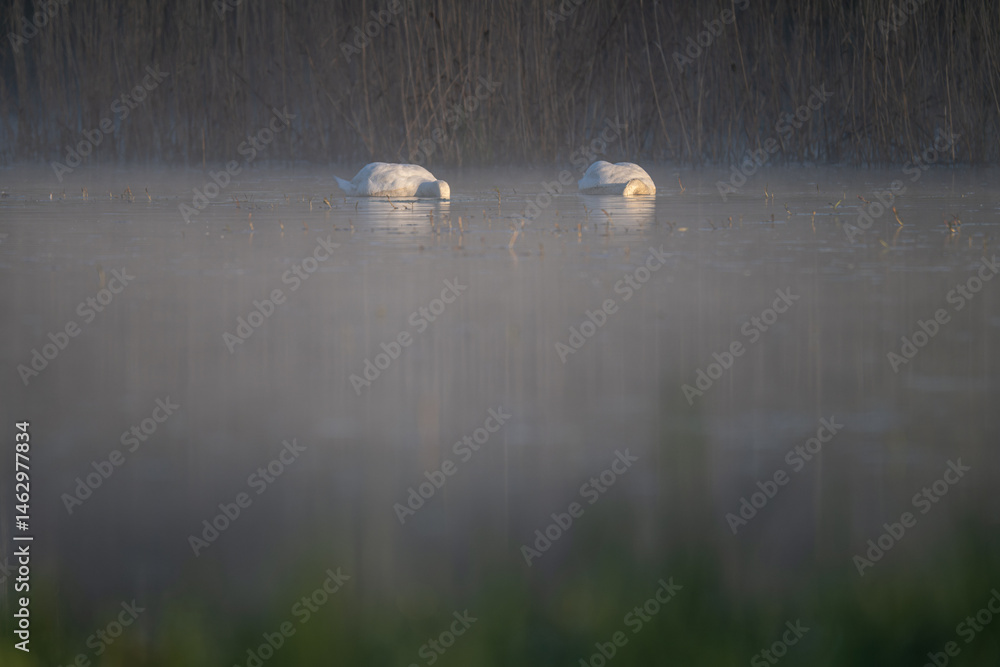 Two swans submerged head in water.