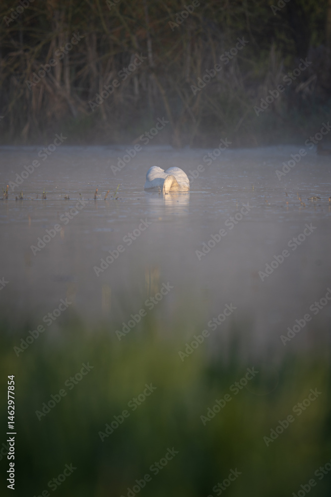 Swan with its head submerged in water.