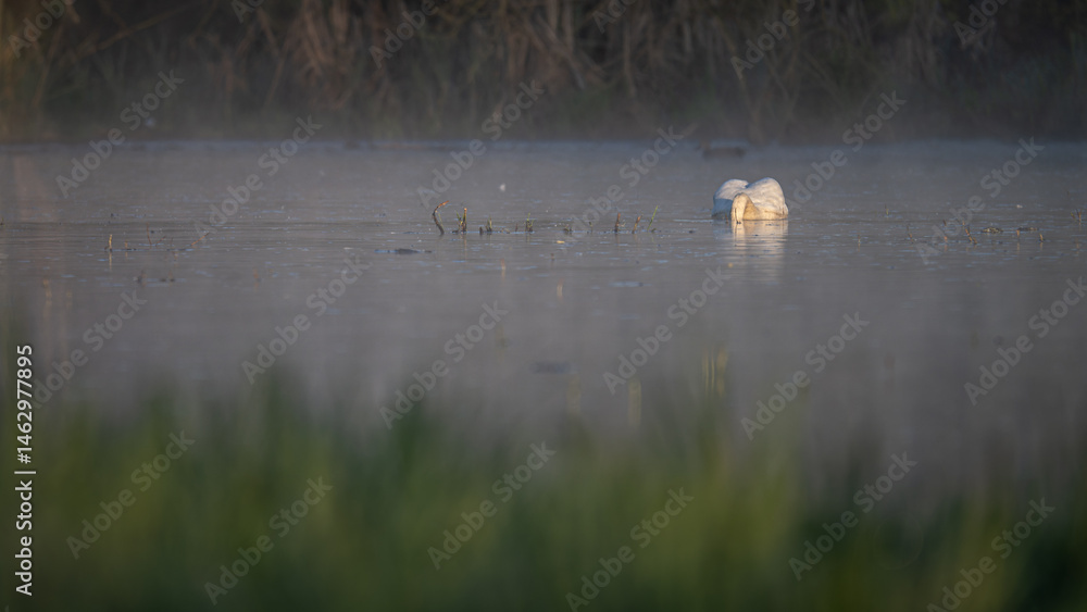 Swan with its head submerged in water.