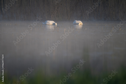 Obraz na płótnie Two swans submerged head in water.
w salonie